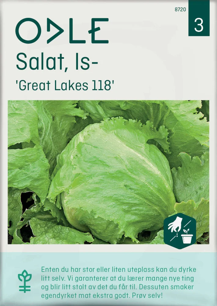 Odle 'Great Lakes118' issalat frø v:7465776 Odle 'Great Lakes118' issalat frø v:7465776