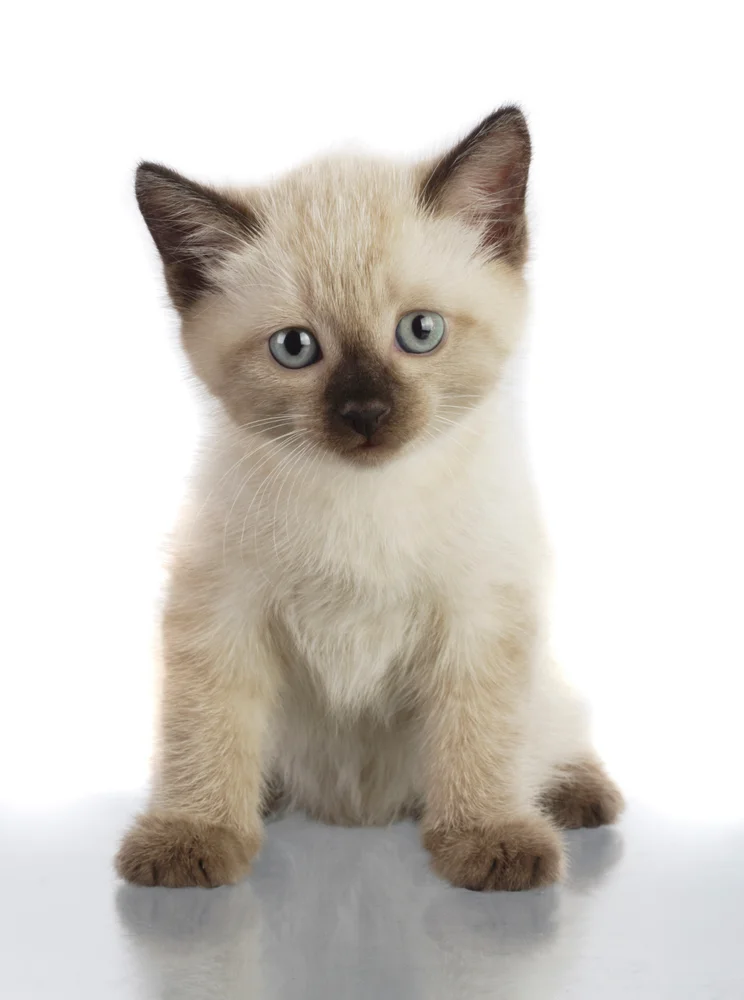 HUNTONIT TREFIBERPL KITTEN 1 v:3536432 HUNTONIT TREFIBERPL KITTEN 1 v:3536432